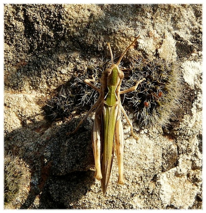 Ortotteri dal Gargano